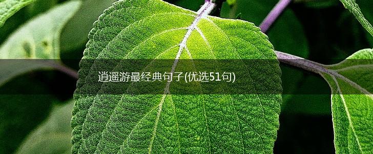 逍遥游最经典句子(优选51句),第1张