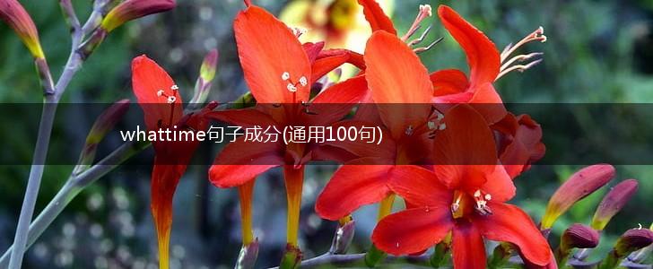 whattime句子成分(通用100句),第1张