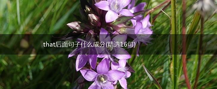 that后面句子什么成分(精选16句),第1张