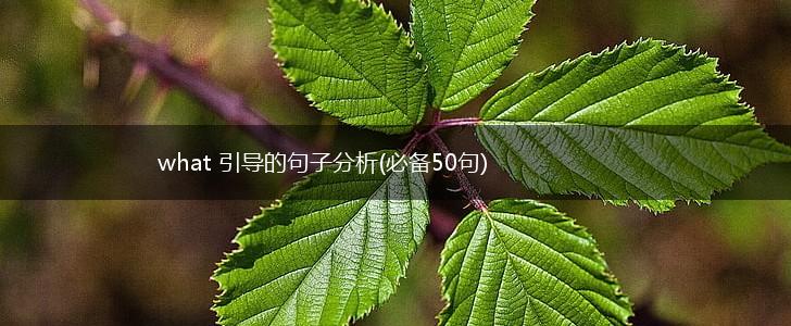 what 引导的句子分析(必备50句),第1张