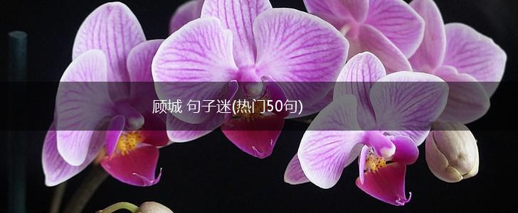 顾城 句子迷(热门50句),第1张