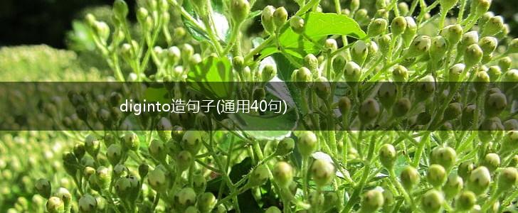 diginto造句子(通用40句),第1张