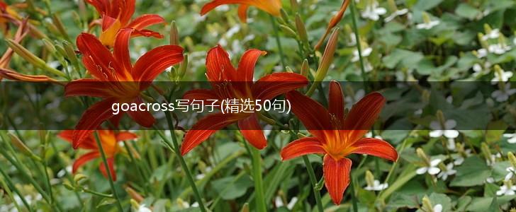 goacross写句子(精选50句),第1张