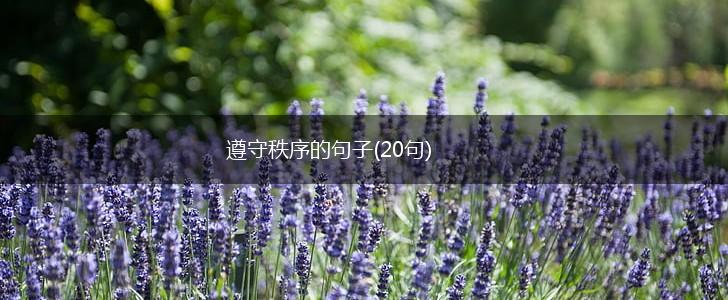 遵守秩序的句子(20句),第1张