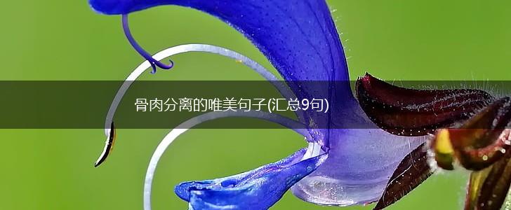 骨肉分离的唯美句子(汇总9句),第1张