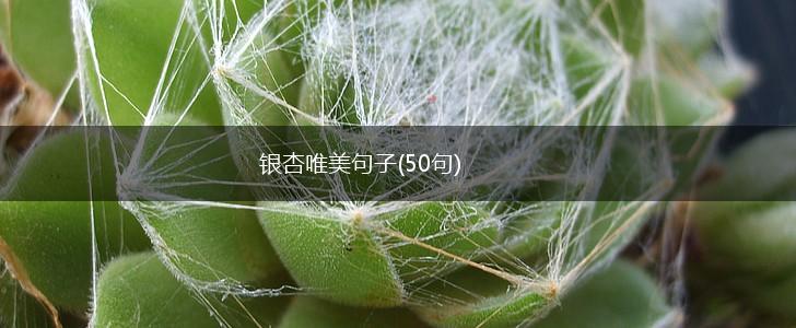 银杏唯美句子(50句),第1张