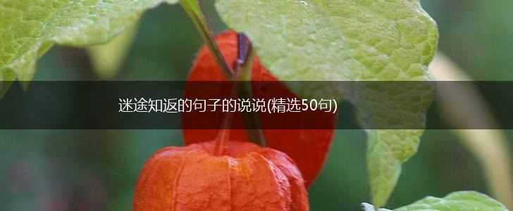 迷途知返的句子的说说(精选50句),第1张
