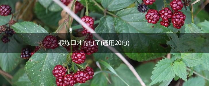 锻炼口才的句子(通用20句),第1张
