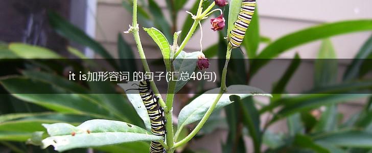 it is加形容词 的句子(汇总40句),第1张