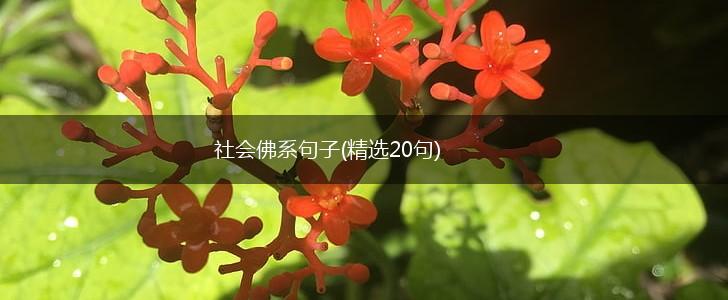 社会佛系句子(精选20句),第1张