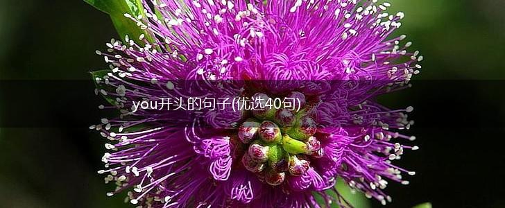 you开头的句子(优选40句),第1张