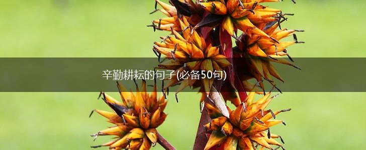 辛勤耕耘的句子(必备50句),第1张