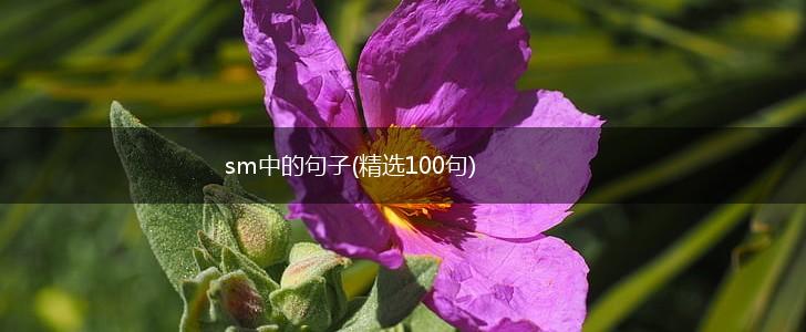sm中的句子(精选100句),第1张