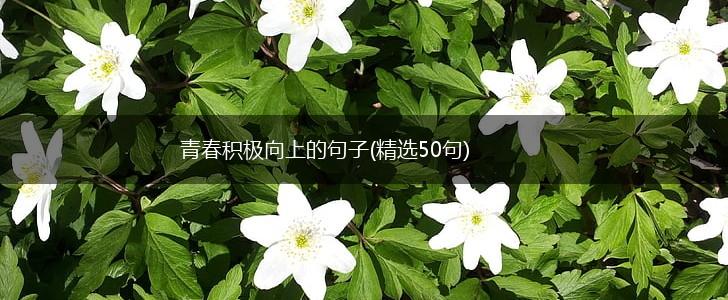 青春积极向上的句子(精选50句),第1张