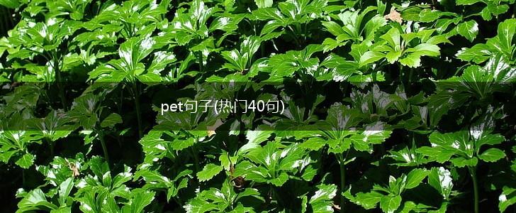 pet句子(热门40句),第1张