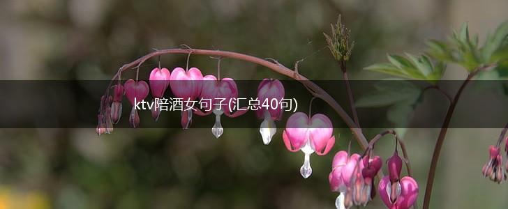ktv陪酒女句子(汇总40句),第1张