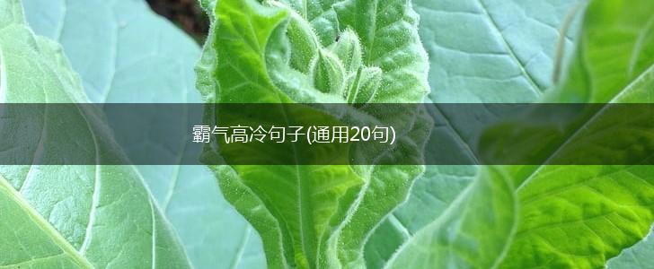 霸气高冷句子(通用20句),第1张