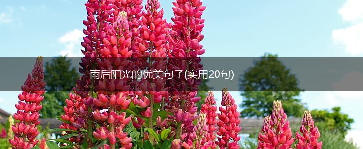 雨后阳光的优美句子(实用20句),第1张