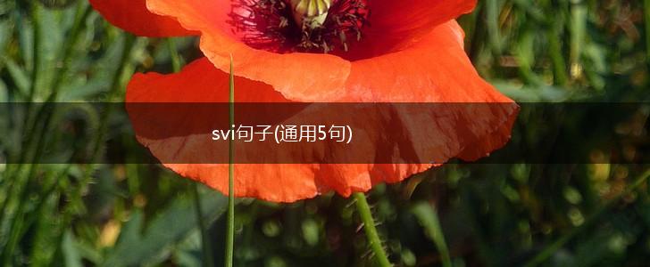 svi句子(通用5句),第1张