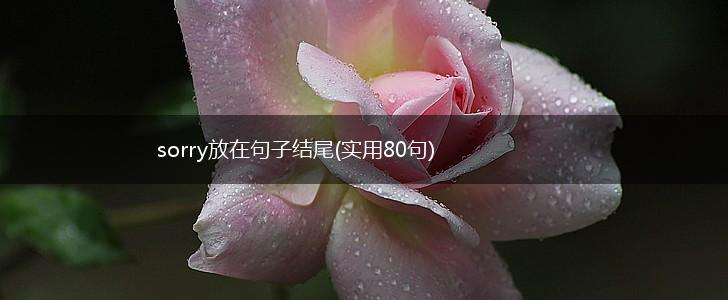 sorry放在句子结尾(实用80句),第1张