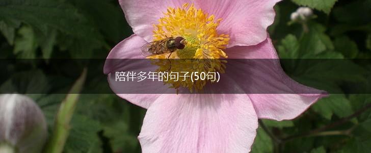 陪伴多年的句子(50句),第1张