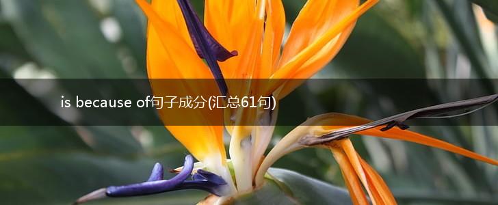 is because of句子成分(汇总61句),第1张