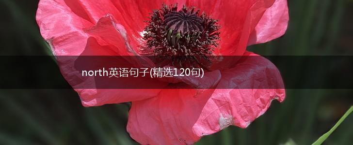 north英语句子(精选120句),第1张