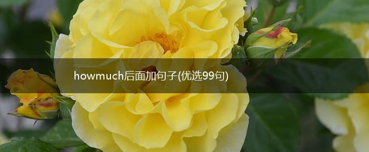 howmuch后面加句子(优选99句),第1张