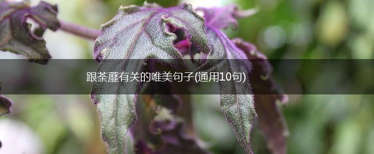 跟荼蘼有关的唯美句子(通用10句),第1张