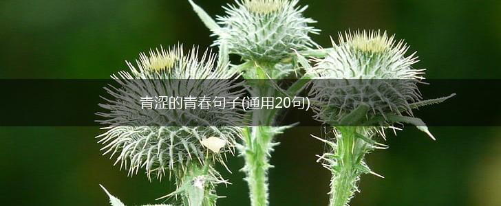 青涩的青春句子(通用20句),第1张