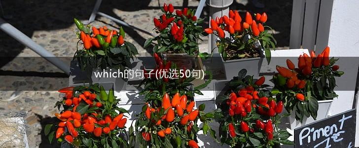 which的句子(优选50句),第1张