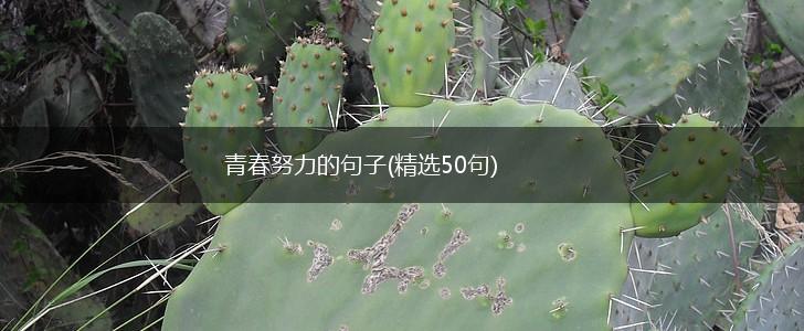 青春努力的句子(精选50句),第1张