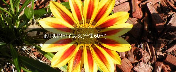 if开头的句子怎么(合集60句),第1张