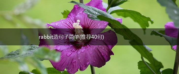 rabbit造句子简单(推荐40句),第1张