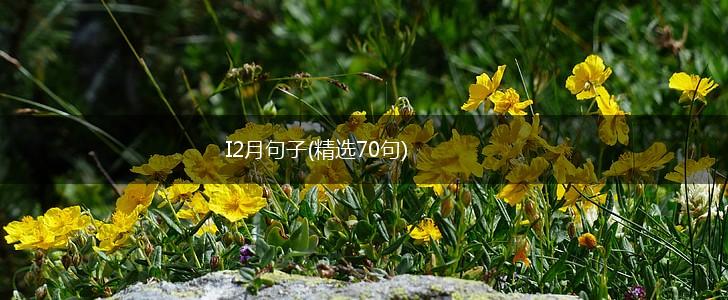 I2月句子(精选70句),第1张