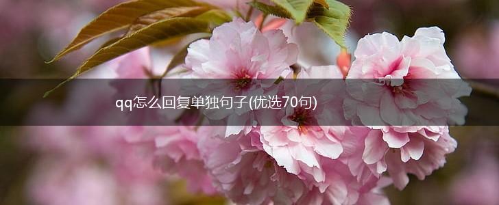 qq怎么回复单独句子(优选70句),第1张