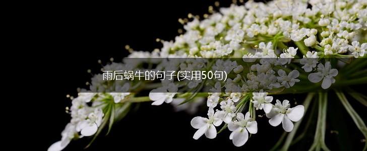 雨后蜗牛的句子(实用50句),第1张