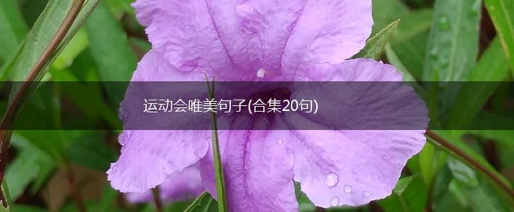 运动会唯美句子(合集20句),第1张