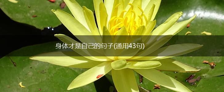 身体才是自己的句子(通用43句),第1张
