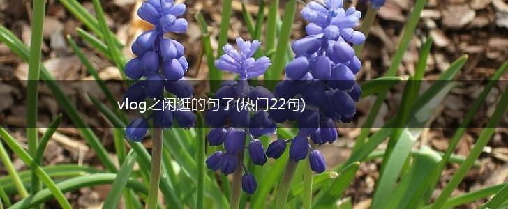 vlog之闲逛的句子(热门22句),第1张