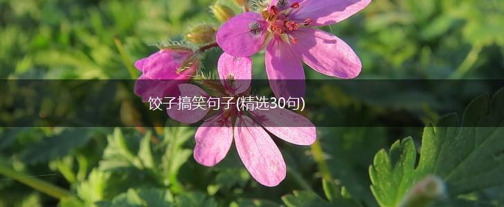 饺子搞笑句子(精选30句),第1张