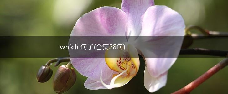which 句子(合集28句),第1张