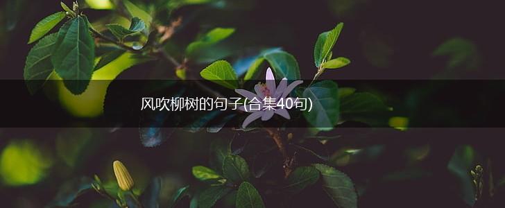 风吹柳树的句子(合集40句),第1张