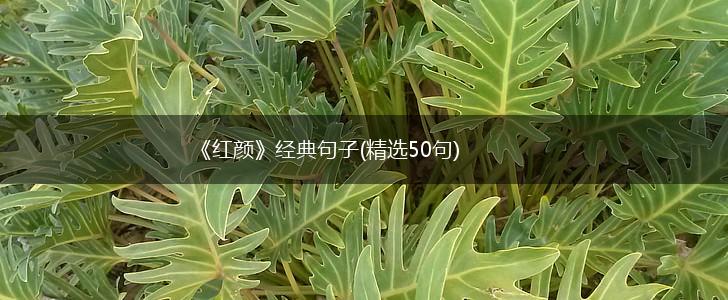《红颜》经典句子(精选50句),第1张
