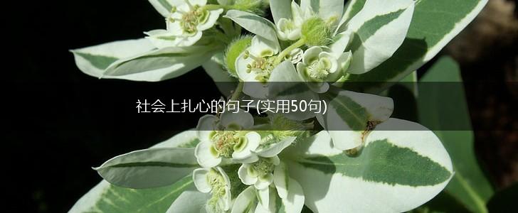 社会上扎心的句子(实用50句),第1张