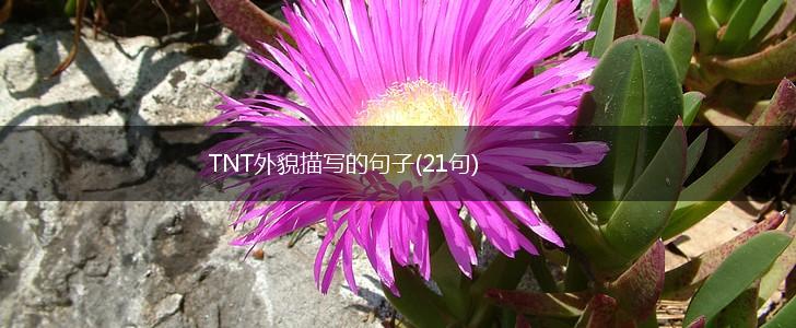 TNT外貌描写的句子(21句),第1张