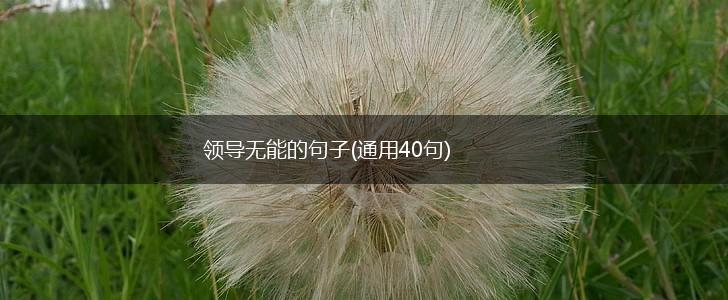领导无能的句子(通用40句),第1张
