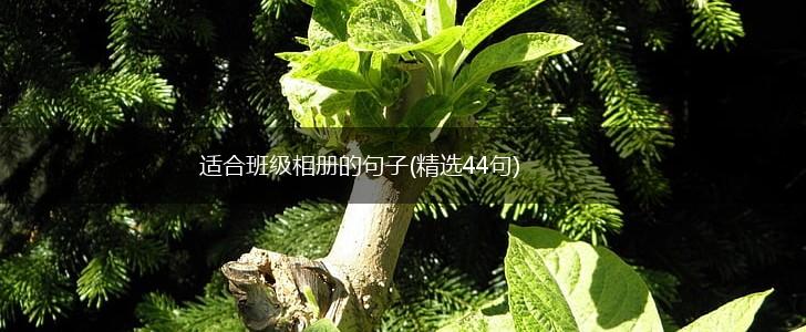适合班级相册的句子(精选44句),第1张