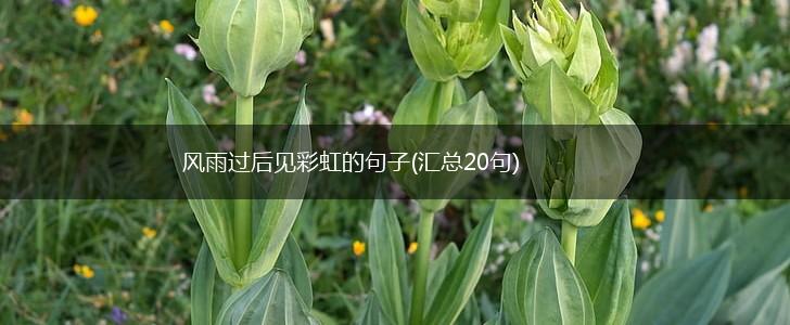 风雨过后见彩虹的句子(汇总20句),第1张