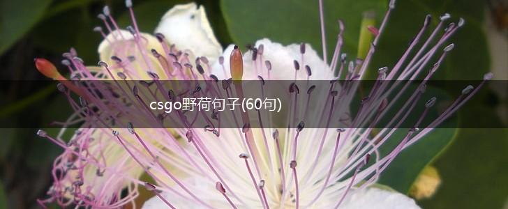 csgo野荷句子(60句),第1张